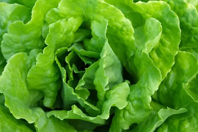 Lettuce Genome Resource : 生菜基因组资源