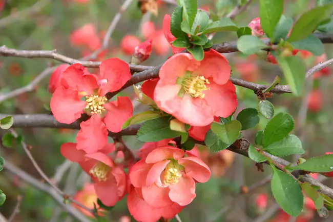 Quince Tree : 木瓜树