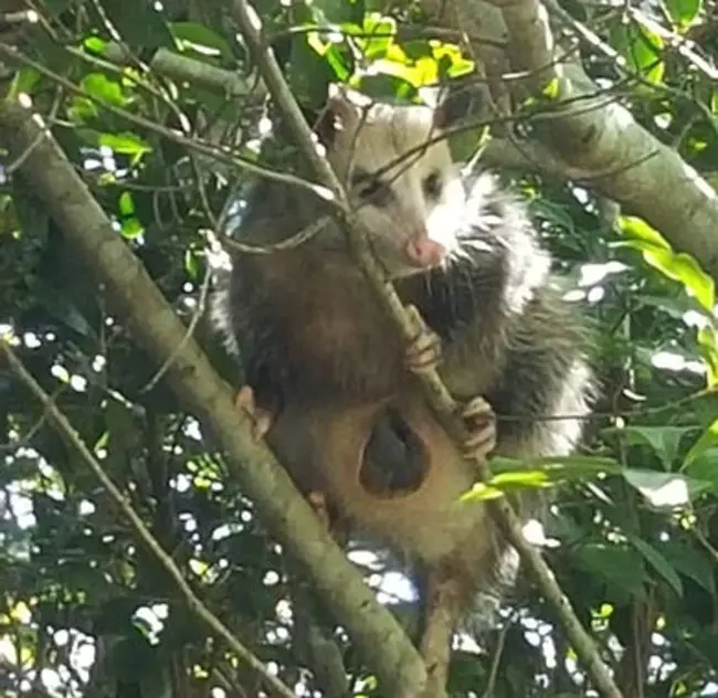 Possum Trot Orienteering Club : Possum Trot 定向俱乐部