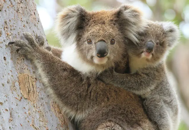 Friends of the Koala : 考拉的朋友