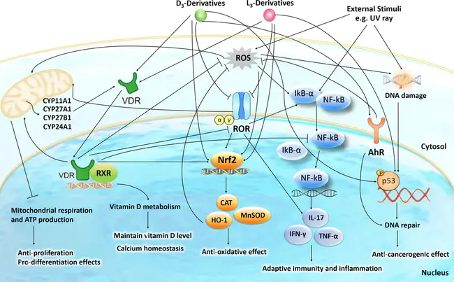 Vitamin D Receptor : 维生素D受体