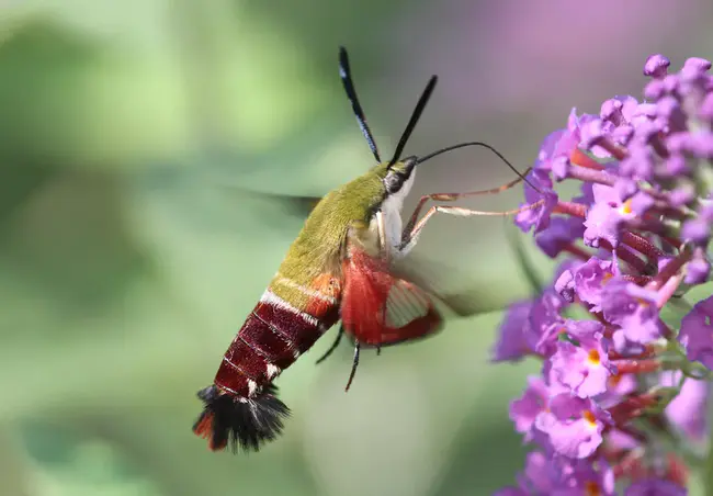 Black Moth Super Rainbow : 黑蛾超级彩虹