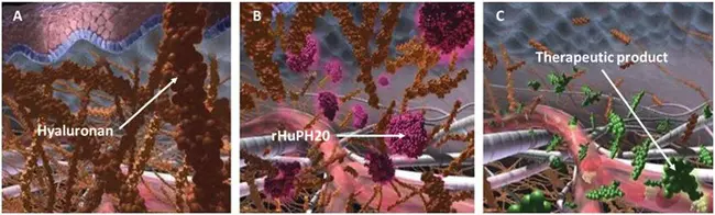 Xenobiotic Metabolizing Enzymes : 外源代谢酶