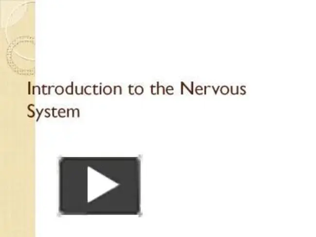 Pheriphical Nervous System : 球形神经系统