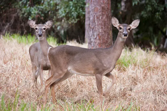 White-tailed Deer : 白尾鹿