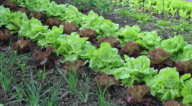 Garden for Education and Healing : 教育和治疗花园