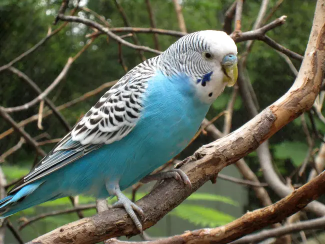 Budgerigar and Foreign Bird Society : 百老汇和外国鸟类协会