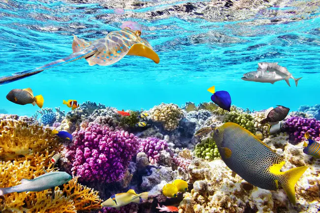 Marine Biologist in Training : 培训中的海洋生物学家