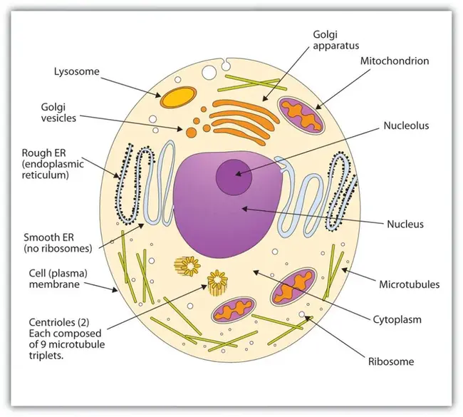 Plant Cell Physiology : 植物细胞生理学