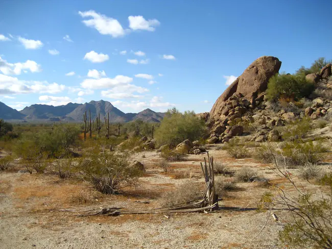 Sonoran Desert Institute : 索诺兰沙漠研究所