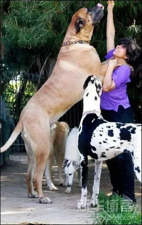 Large Breed Dog Rescue : 大型犬类救助