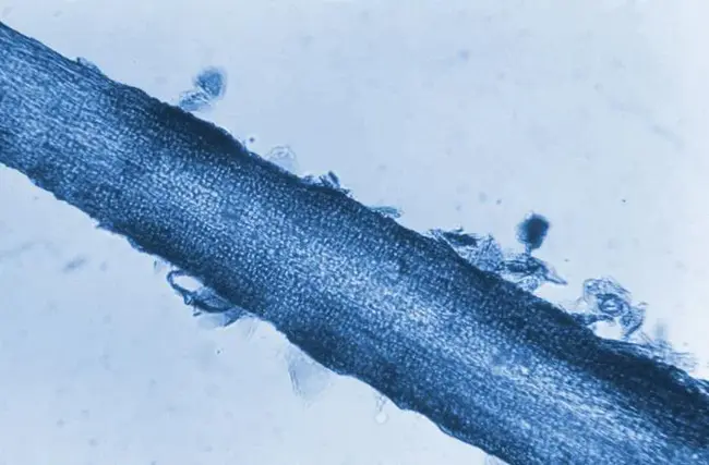 Histology Microscopy Unit : 组织学显微镜单位