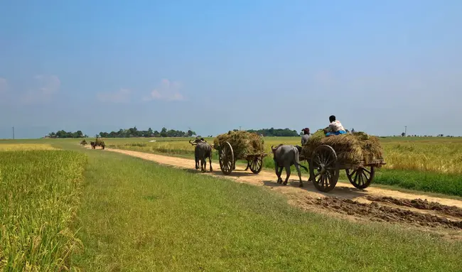 in Bangladesh : 在孟加拉