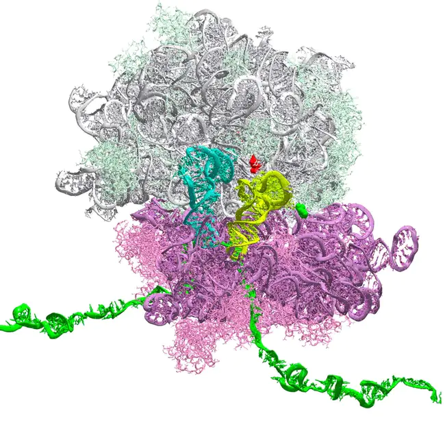 Ribosomal S6 Kinase : 核糖体s6激酶