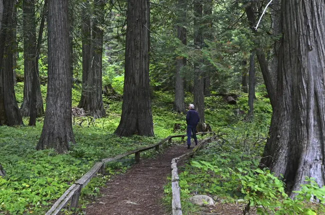 Idaho Nursery and Landscape Association : 爱达荷州苗圃和景观协会