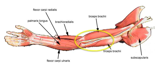 Muscoli Muscles : 麝香肌