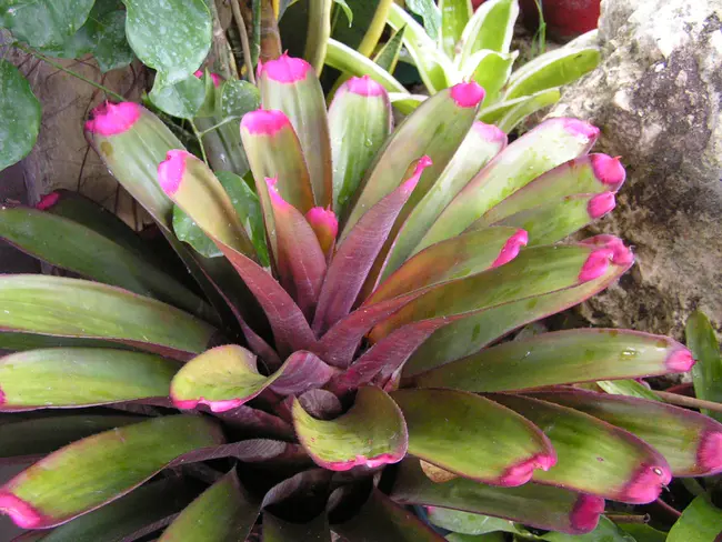 Bromeliad Society International : 国际菠萝蜜协会