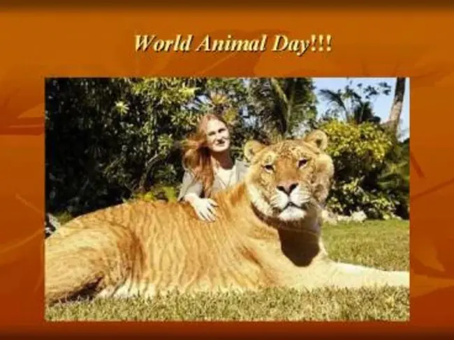 World Animal Day : 世界动物日