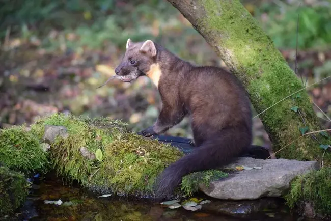 Biodiversity Information System for Europe : 欧洲生物多样性信息系统