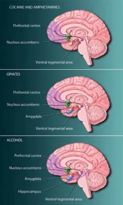 Brain Awareness Week : 大脑认知周