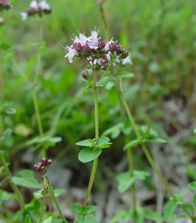 Origanum vulgare : 普通牛至