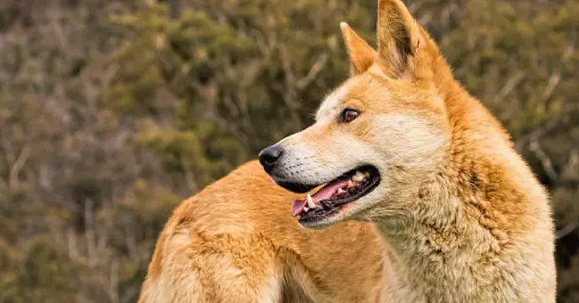 Carolina Dog Rescue and Conservation Project : 卡罗莱纳州狗拯救和保护项目