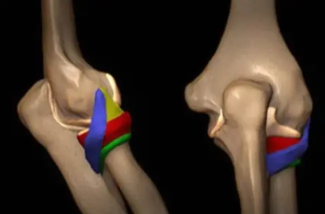 Lateral Ulnar Collateral Ligament : 尺侧副韧带