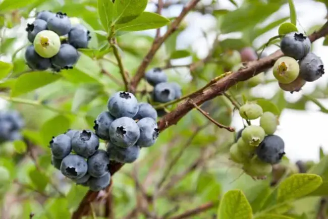 North American Blueberry Council : 北美蓝莓理事会