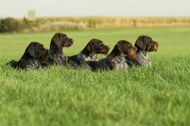 Verein Deutsch Drahthaar : 德国硬毛指示犬协会