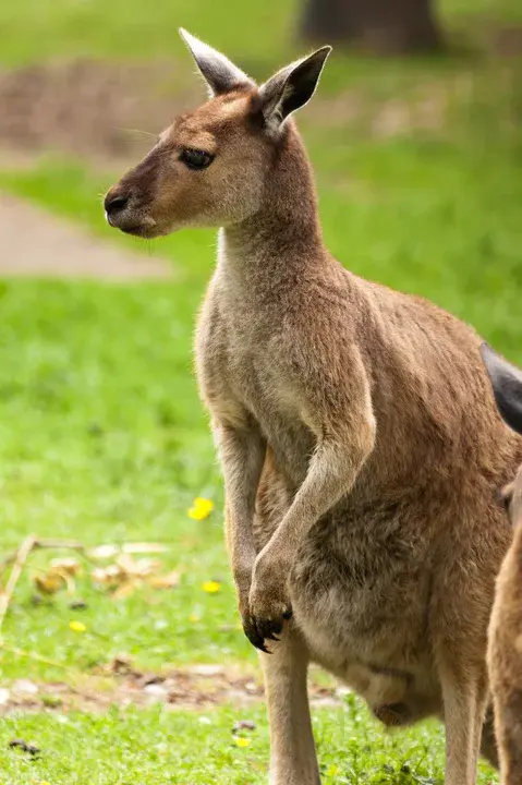 Kangaroos Listing to Starboard : 袋鼠向右舷倾斜