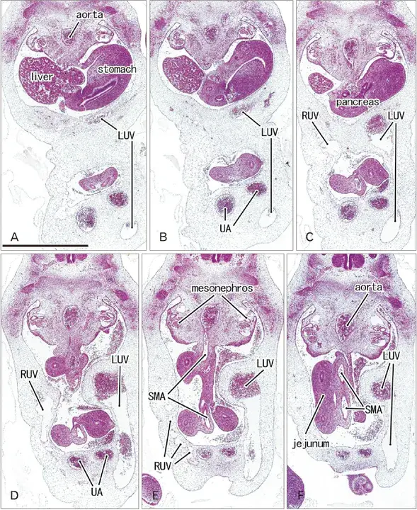 Human umbilical vein endothelial cells : 人脐静脉内皮细胞