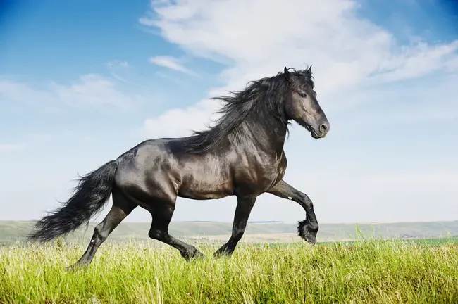 Friesian Heritage Horse : 弗里西亚传统马