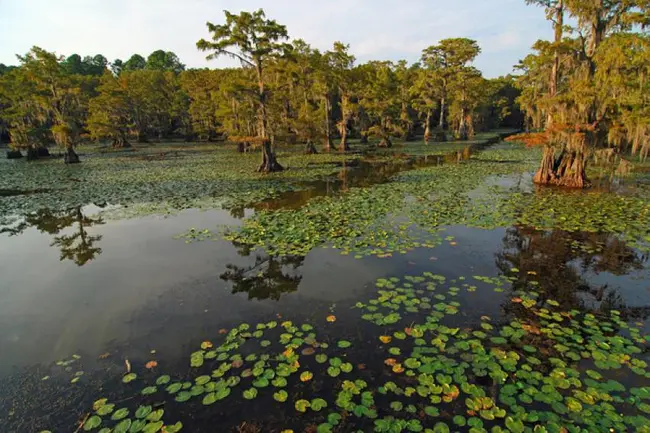 Louisiana Environmental Action Network : 路易斯安那环境行动网