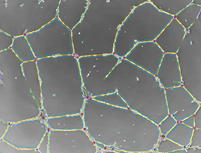 Yeast Genes Analyzer : 酵母基因分析仪