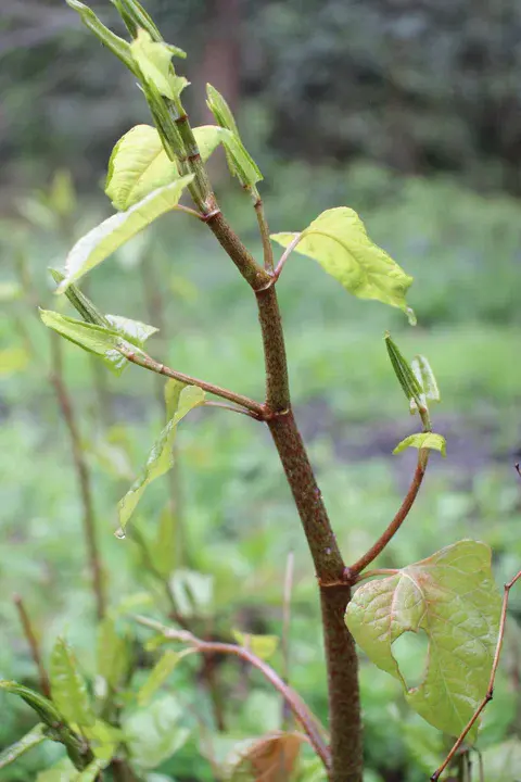 knotweed family : 蓼科植物