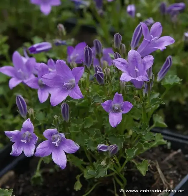 Plants of Tasmania Nursery : 塔斯马尼亚苗圃植物