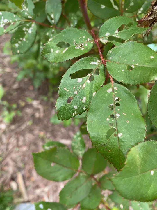 Quest Pest Management : 探索害虫管理