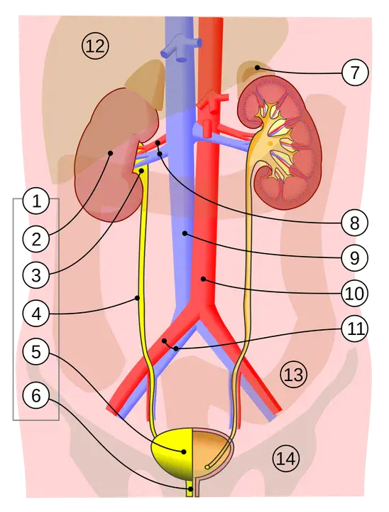 Upper Urinary Tract : 上尿路