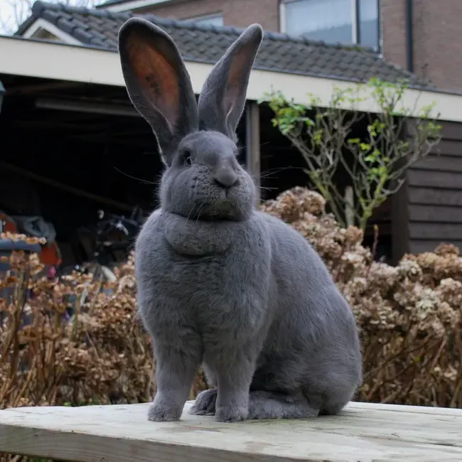 Vlaamse Levenstechnische Kring : 弗拉芒生活科技圈