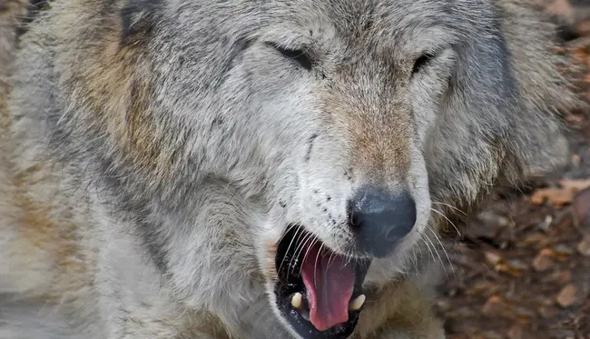 Columbia Students for Animal Protection : 哥伦比亚大学动物保护专业学生