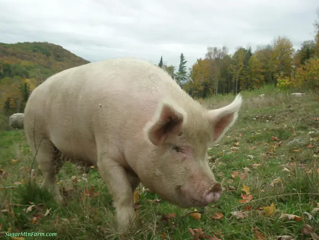 Pig Carcase Grading : 猪尸体分级