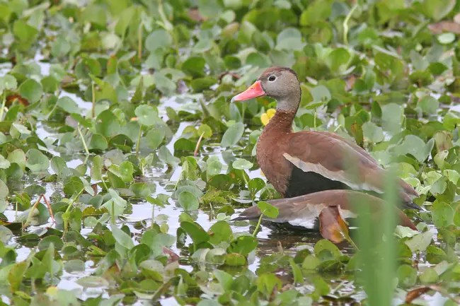 Florida Birding and Nature Festival : 佛罗里达观鸟与自然节