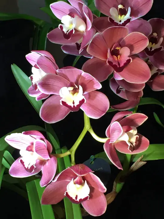 Orchid Society of South East Asia : 东南亚兰花协会