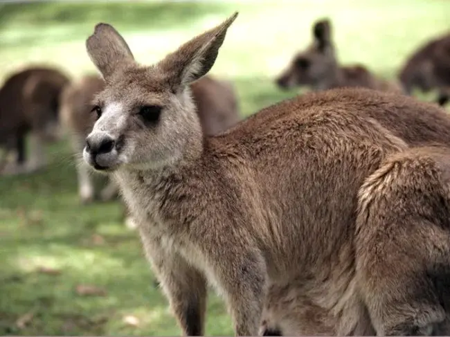 Kangaroo Island : 袋鼠岛