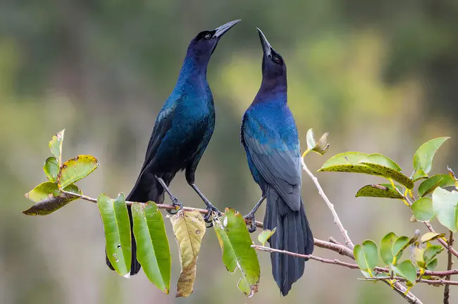 Audubon Naturalist Society : 奥杜邦博物学家协会