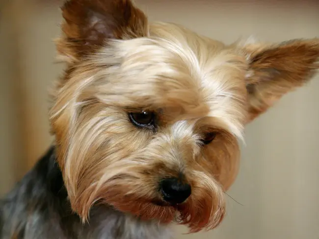 Yorkshireterrier Club of Finland : 芬兰约克郡人俱乐部