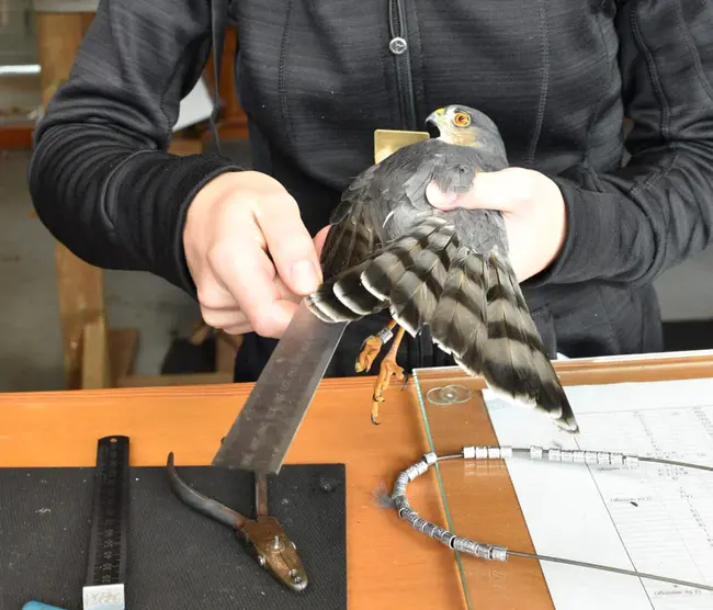 Bird Banding Laboratory : 鸟类捆绑实验室