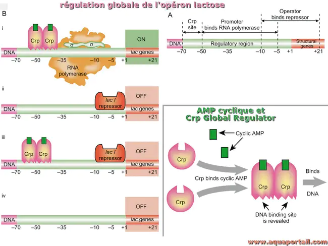 Catabolite regulation protein : 分解代谢调节蛋白