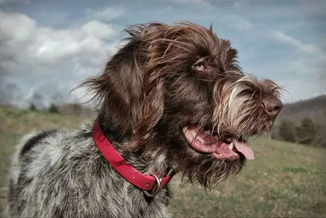 Wirehaired Pointing Griffon : 刚毛指示狮鹫