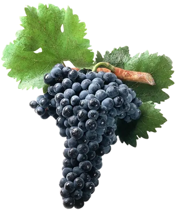 Tempranillo Shiraz Graciano : 丹魄设拉子格拉西亚诺